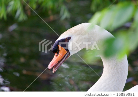 Confident strong mute swan is screaming 16889081