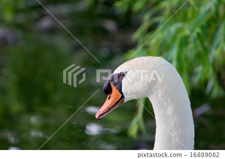 Thoughtful mute swans close-up 16889082