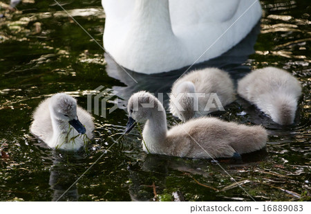 Cute young swans are eating the algae in the lake 16889083