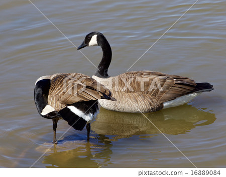 Two Canada geese 16889084