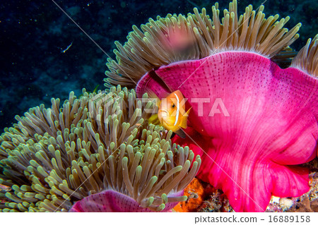 Clown fish inside pink purple anemone 16889158