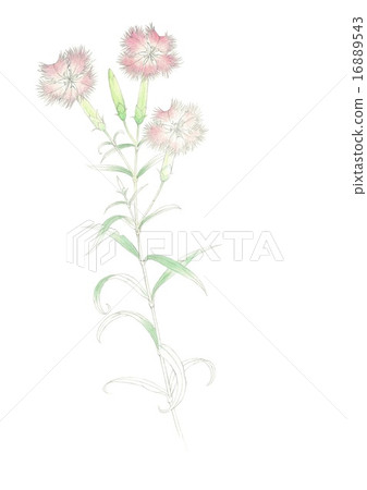 Vertical vertical position of B4 size Nadezhiko flower drawing on white background 16889543