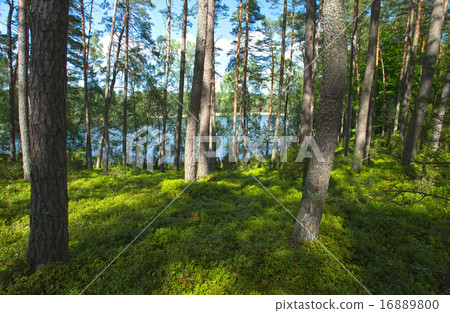 Poland.Bory Tucholskie National Park in Summer Poland.Bory Tucholskie National Park in Summer 16889800
