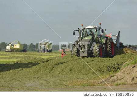 Cut grass chopping and silage with tractors. Cut grass chopping and silage with tractors. 16890856