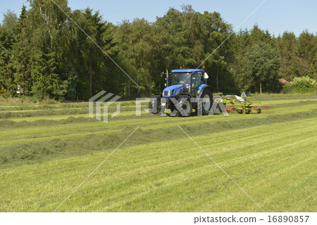 Kidding of shaken grass with blue tractor Kidding of shaken grass with blue tractor 16890857