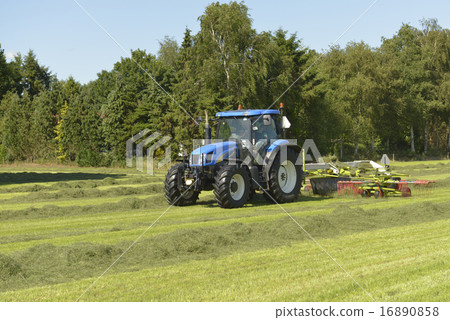 Kidding of shaken grass with blue tractor Kidding of shaken grass with blue tractor 16890858