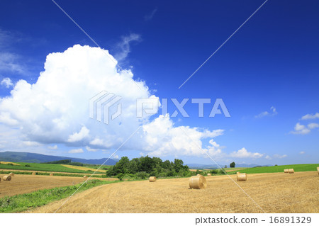 北海道美瑛町收穫的麥田和夏季雲 北海道美瑛町收穫的麥田和夏季雲 16891329