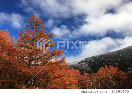 Tateshina mountain foot of autumn Tateshina mountain foot of autumn 16891470