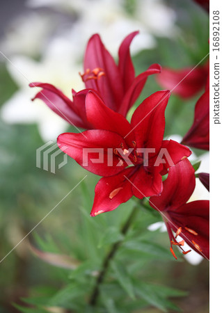 百合花 16892108