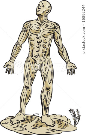 Human Muscle Anatomy Etching 16892244