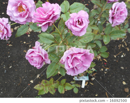 公園的玫瑰（令人震驚的藍色） 16892500