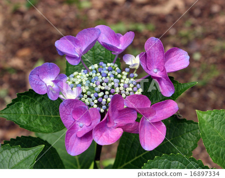  繡球花 16897334