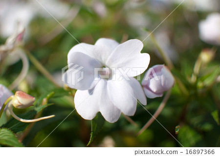 New Guinea Impatiens New Guinea Impatiens 16897366