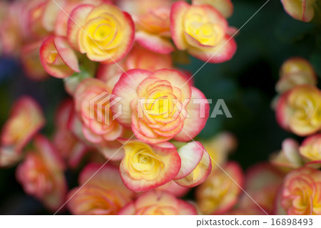 Begonia Begonia 16898493