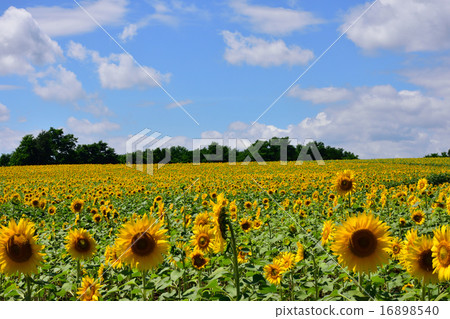 Himawari no Sato 16898540