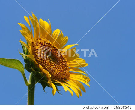 Himawari開花向藍天 16898545