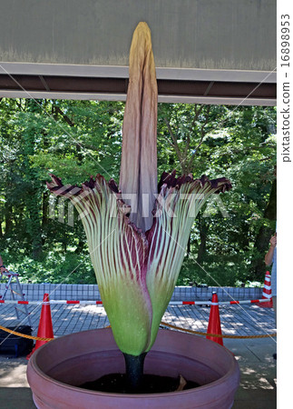 Flowering of Titan arum (Jindai Botanical Garden Temporary) 16898953