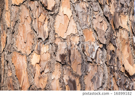 圖庫照片: tree rough texture