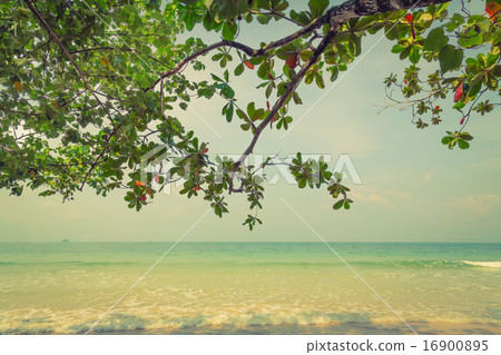 Green leaf and tropical beach ( Filtered image processed vintage Green leaf and tropical beach ( Filtered image processed vintage 16900895