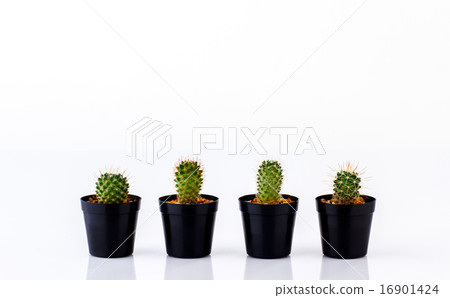 cactus in pots 16901424
