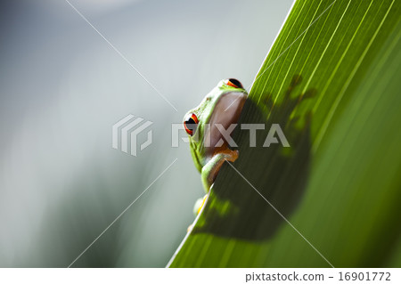 Red eye tree frog on leaf on colorful background Red eye tree frog on leaf on colorful background 16901772