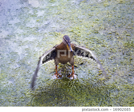 The drake waves wings in the river 16902085