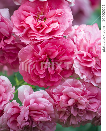 Garden rose Garden rose 16902091