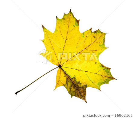Beautiful yellow autumn maple leaf 16902165