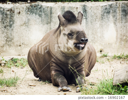 South American tapir (Tapirus terrestris) South American tapir (Tapirus terrestris) 16902167