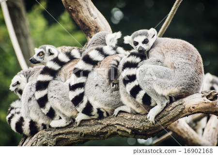 Group of lemurs 16902168