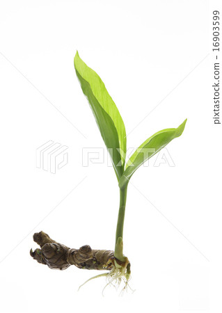Turmeric sprouts 16903599