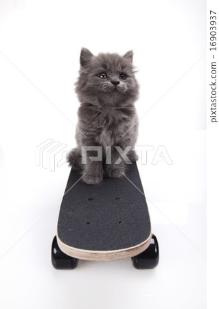 British little kitten, cute pet colorful theme 16903937