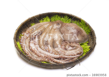 Raw octopus Raw octopus 16903958