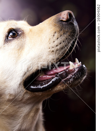 Golden Labrador, colorful saturated concept Golden Labrador, colorful saturated concept 16904062