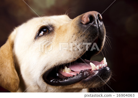Golden Labrador, colorful saturated concept Golden Labrador, colorful saturated concept 16904063