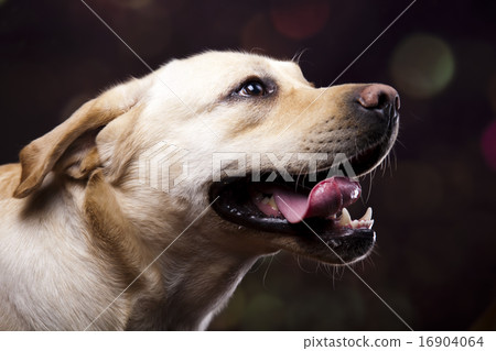 Golden Labrador, colorful saturated concept Golden Labrador, colorful saturated concept 16904064