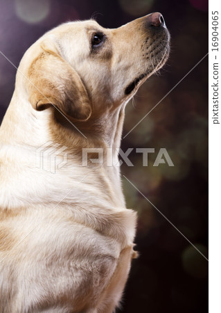 Golden Labrador, colorful saturated concept Golden Labrador, colorful saturated concept 16904065