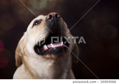 Labrador Retriever, colorful saturated concept Labrador Retriever, colorful saturated concept 16904066