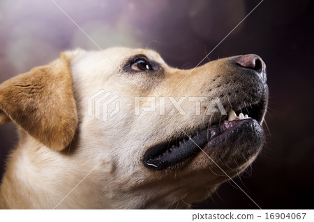 Golden Labrador, colorful saturated concept Golden Labrador, colorful saturated concept 16904067