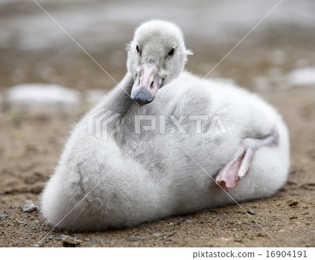 Baby bird of a swan in the lake 16904191