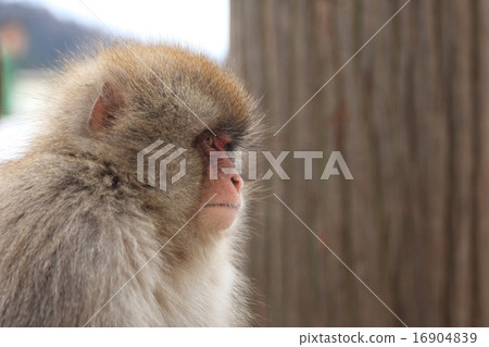 Jigokudani monkey 16904839