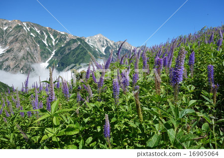 Karatsu-dake,Kugai It Karatsu-dake,Kugai It 16905064