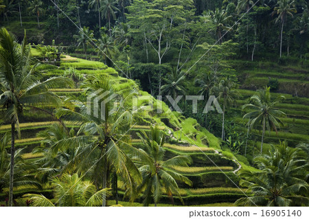 Green rice fields on Bali island 16905140