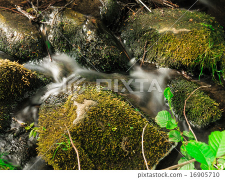 stones in woods forest. stream in gdansk oliva park. 16905710