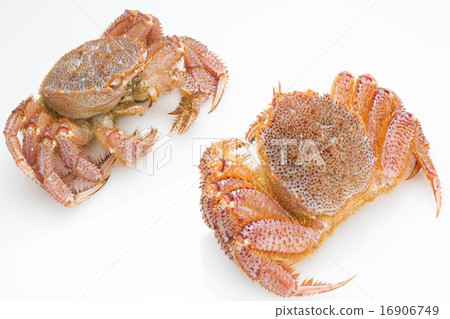  Hairy crab 16906749