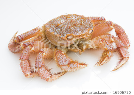  Hairy crab 16906750