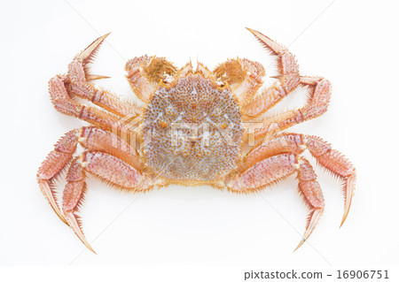  Hairy crab 16906751