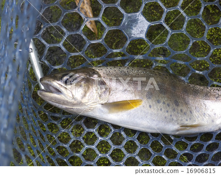 Fishery (Amago) 16906815