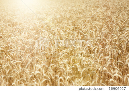 wheat field wheat field 16906927