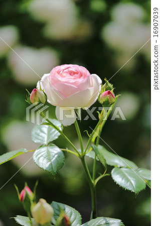 Rose Pink Pierre de Roncer Pierre de Ronzar Rose Pink Pierre de Roncer Pierre de Ronzar 16907039